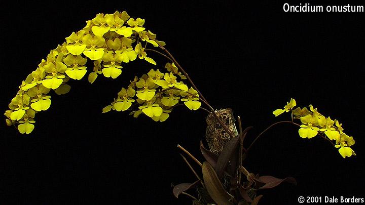 Lan vũ nữ - Oncidium onustum