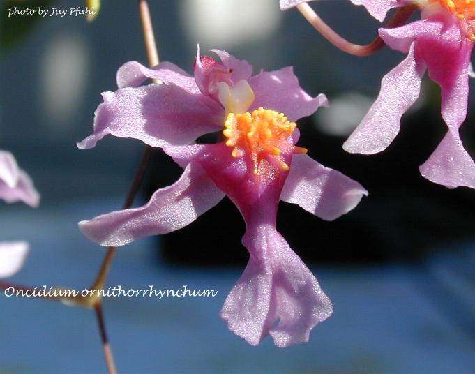 Lan vũ nữ - Oncidium ornithorhynchum