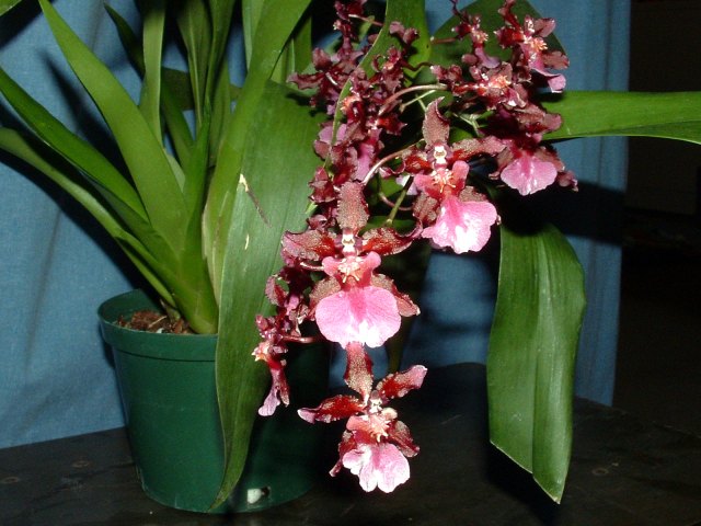 Lan vũ nữ - Oncidium Sharry Baby