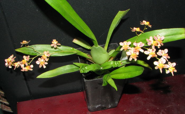 Lan vũ nữ - Oncidium Tsiku Marguerite