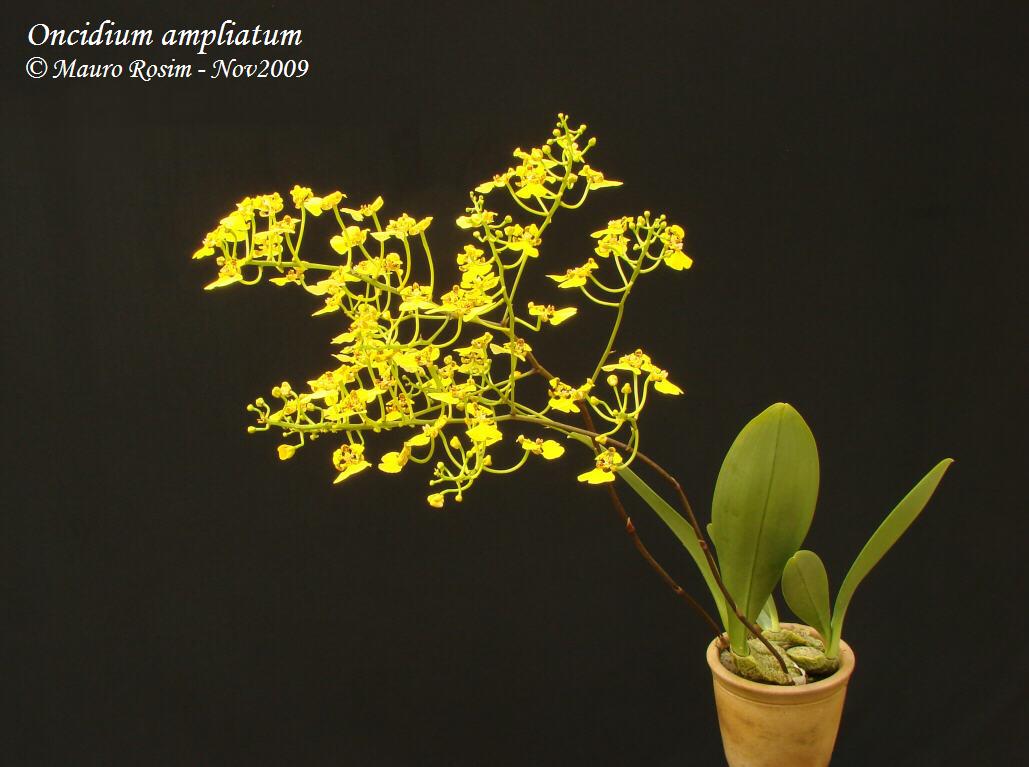 Lan vũ nữ - Oncidium amplicatum