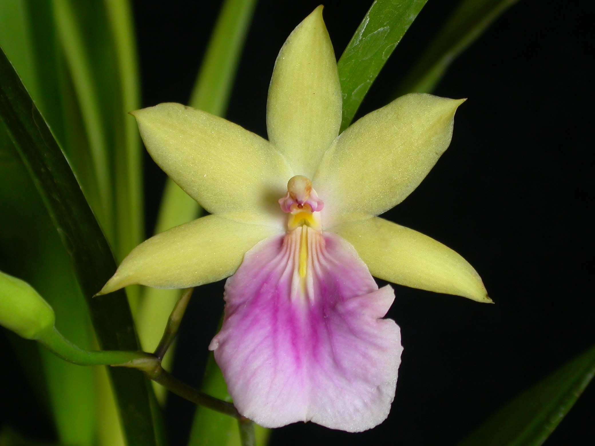 Lan vũ nữ - Miltonia regnellii