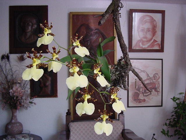 Lan vũ nữ - Oncidium maculatum