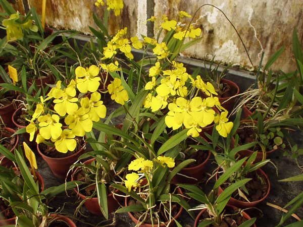 Lan vũ nữ - Oncidium onustum