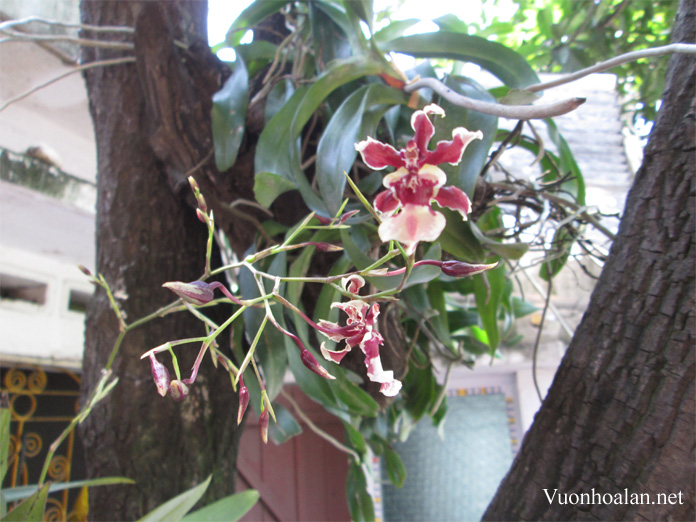 Technique of growing Vu Nu - Oncidium Orchids