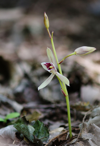 Cymbidium macrorhizon - Lan hoại sinh