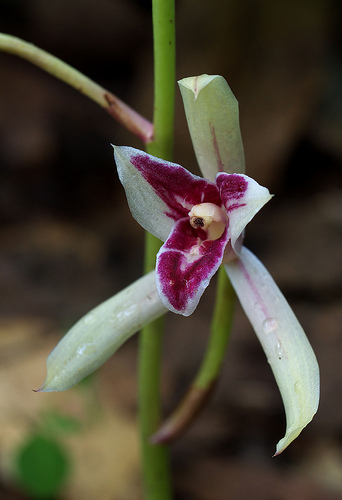 Cymbidium macrorhizon - Lan hoại sinh