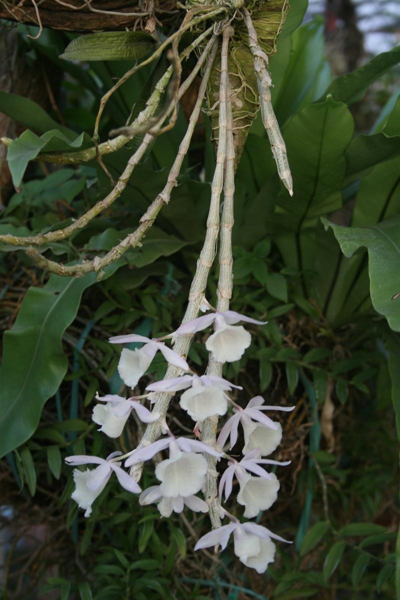 Long tu Lào - Hoàng thảo vôi - Dendrobium cretaceum
