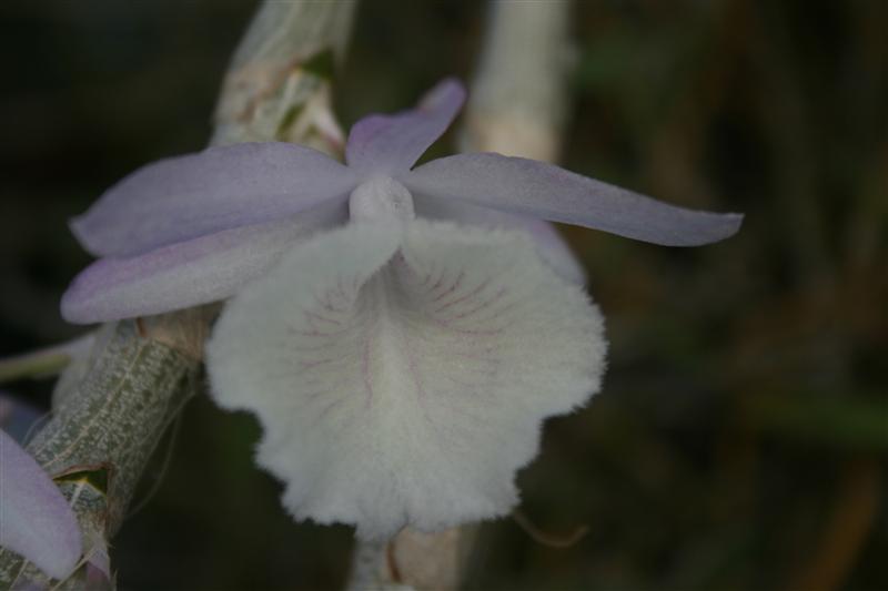 Long tu Lào - Hoàng thảo vôi - Dendrobium cretaceum