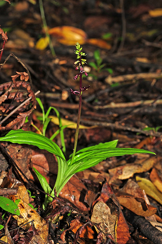 Lan mai đất hai thùy - Malaxis acuminata