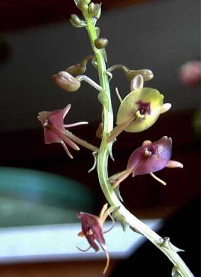 Lan mai đất hai thùy - Malaxis acuminata