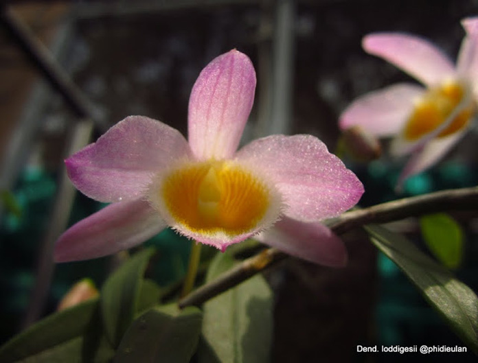 Hoàng thảo nghệ tâm - Dendrobium loddigesii