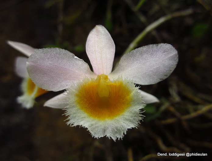 Hoàng thảo nghệ tâm - Dendrobium loddigesii