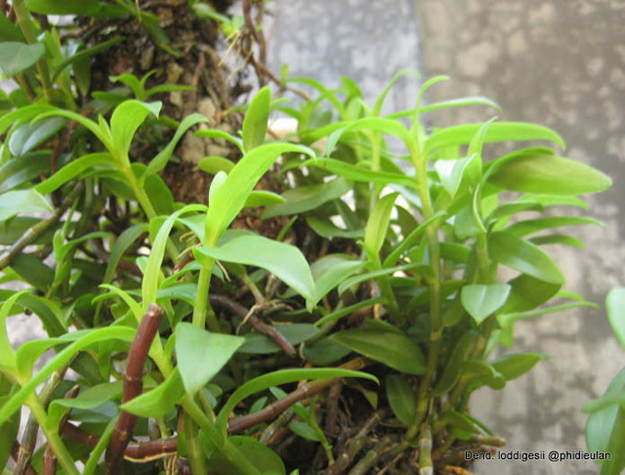 Hoàng thảo nghệ tâm - Dendrobium loddigesii