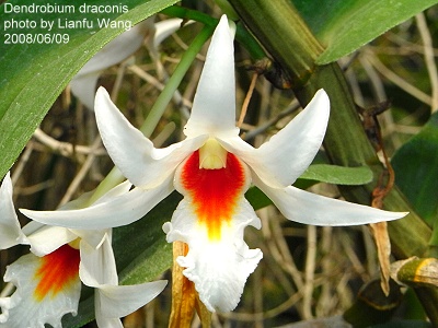 Nhất điểm hồng - Dendrobium draconis