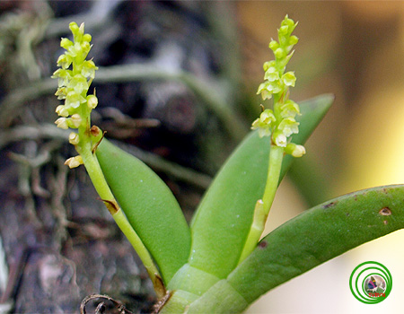 Lan la dơn lá dầy - Oberonia pachyphyla