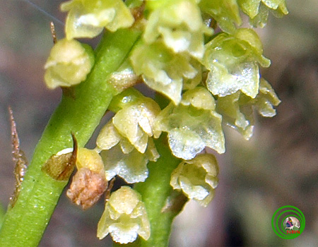 Lan la dơn lá dầy - Oberonia pachyphyla