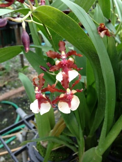 ONCIDIUM CHALEE BABY