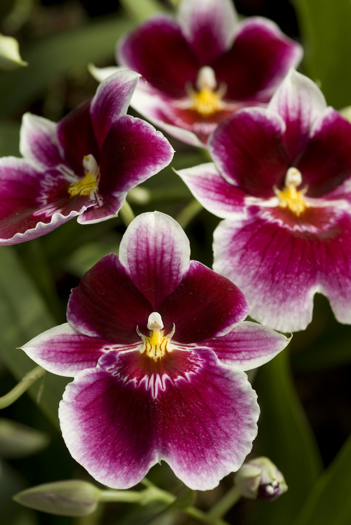 Lan vũ nữ - Oncidium Miltoniopsis Hajime Ono