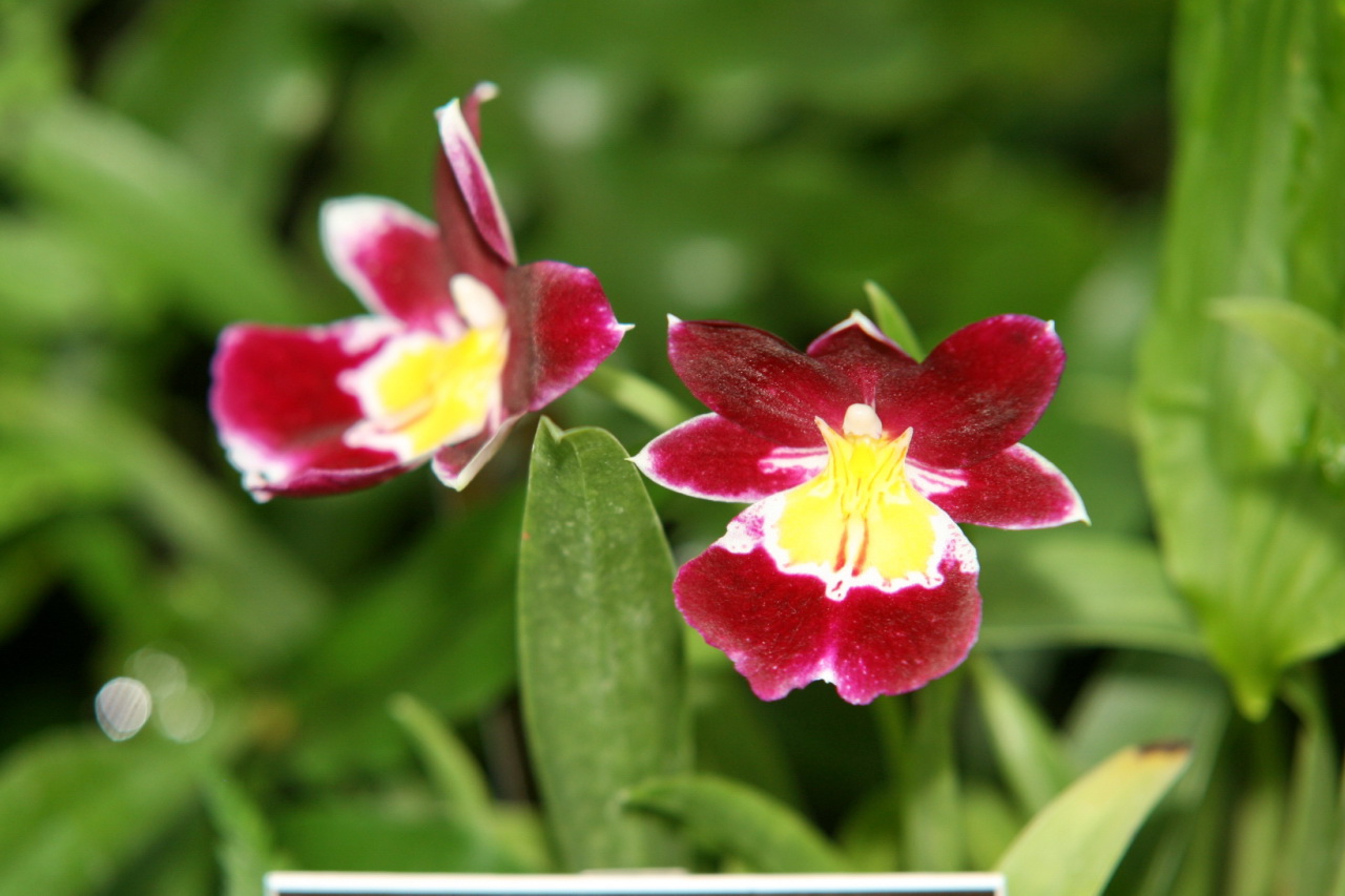 Lan Vũ nữ - Oncidium Miltoniopsis Hamburg