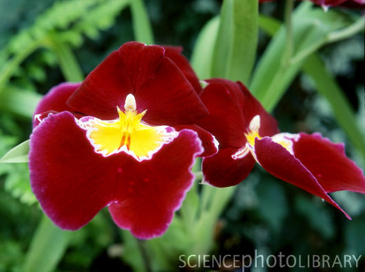 Lan Vũ nữ - Oncidium Miltoniopsis Hamburg