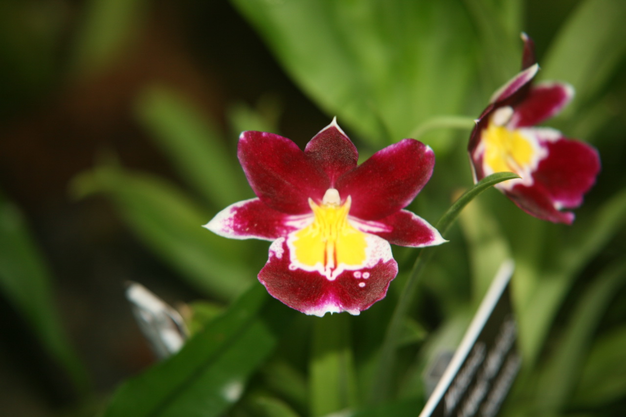 Lan Vũ nữ - Oncidium Miltoniopsis Hamburg