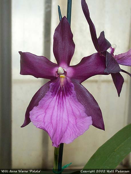 Lan vũ nữ - Oncidium Miltonia Anne Warne