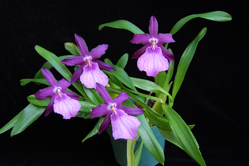 Lan vũ nữ - Oncidium Miltonia Anne Warne