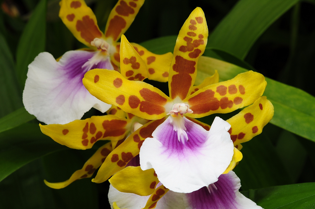 Lan vũ nữ - Oncidium Miltonia Goodale Moir