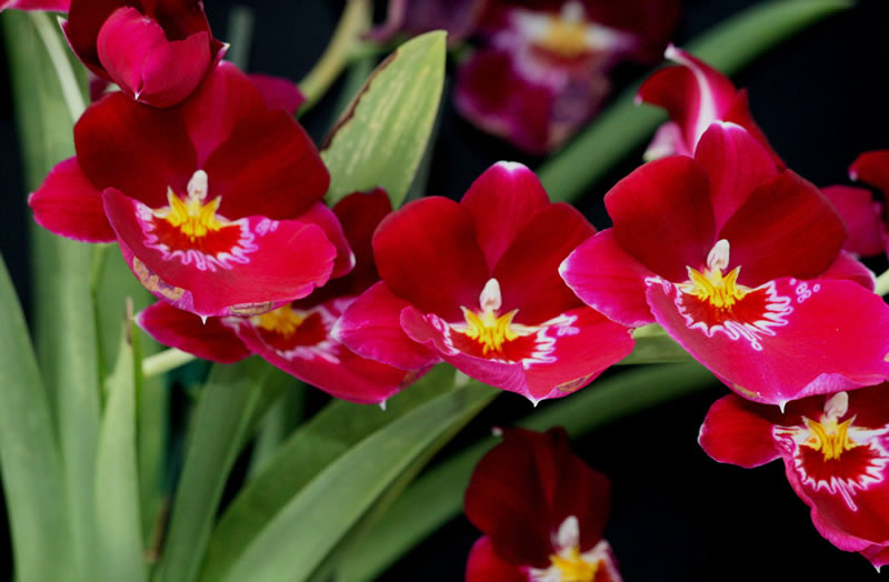 Lan vũ nữ - Oncidium Miltoniopsis Bert Field