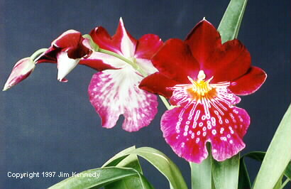 Lan Vũ nữ - Oncidium Miltoniopsis Celle Wasserfall