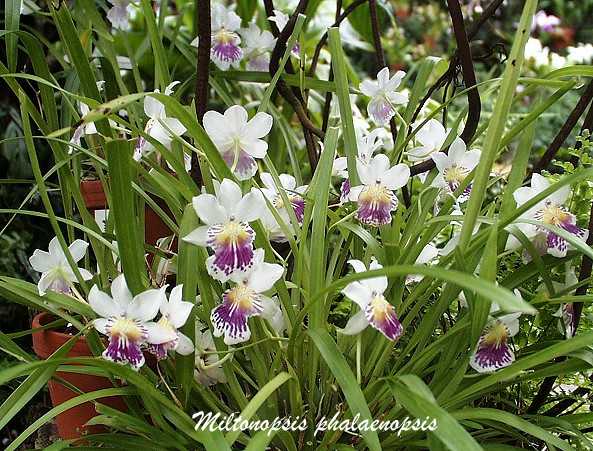 Lan vũ nữ - Oncidium Miltoniopsis Phalaenopsis