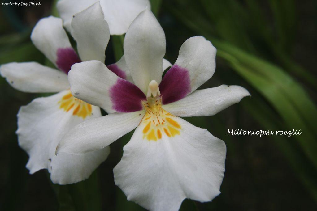 Lan vũ nữ - Oncidium Miltoniopsis roezlii