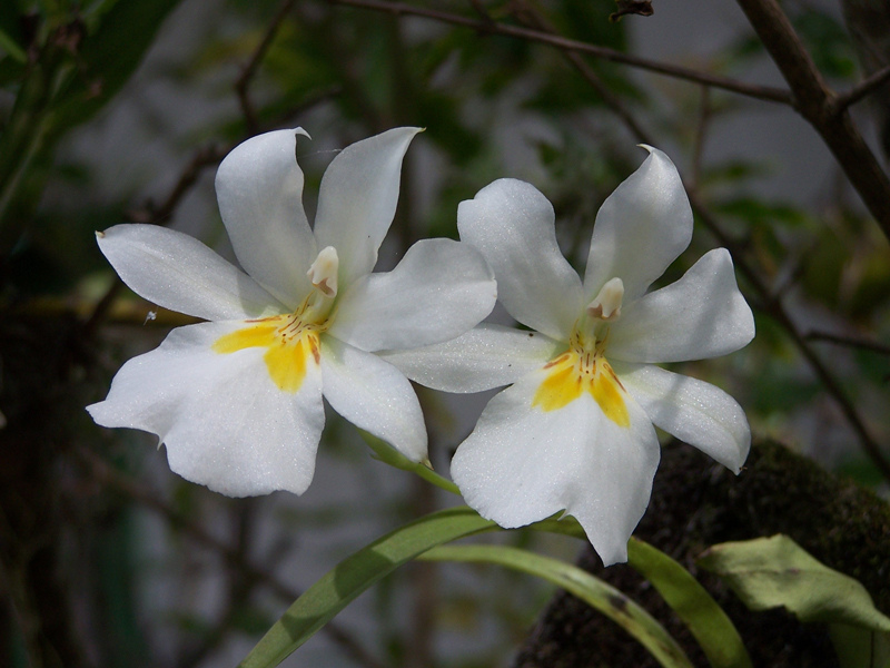 Lan vũ nữ - Oncidium Miltoniopsis santanaei