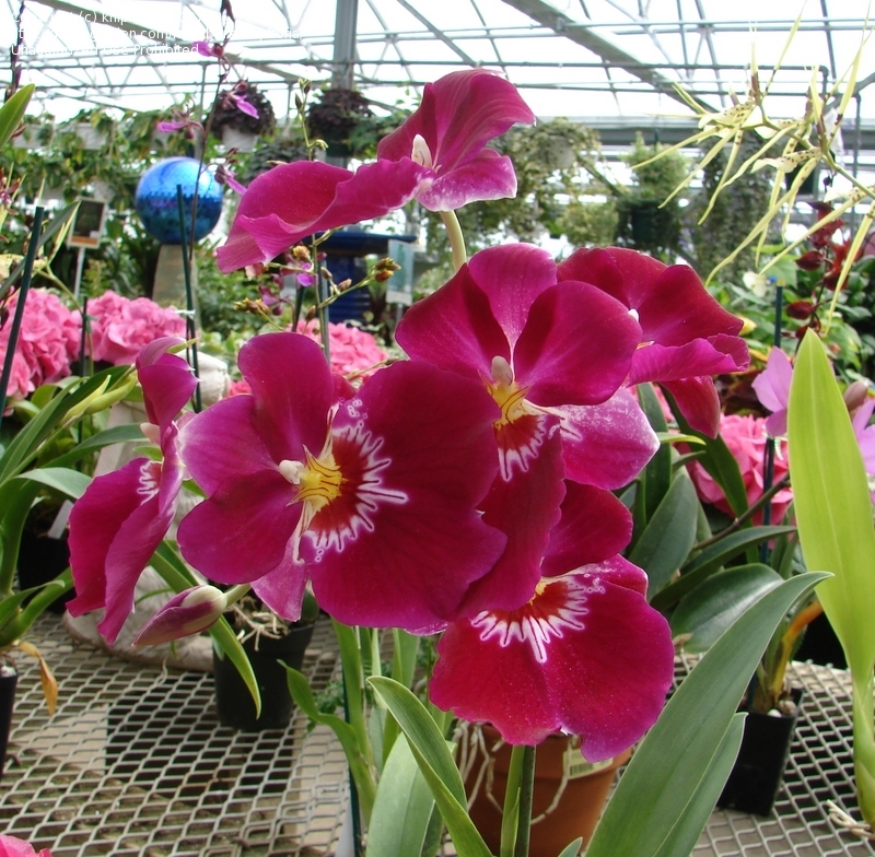 Lan vũ nữ - Oncidium Miltoniopsis Bert Field