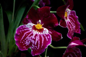 Lan Vũ nữ - Oncidium Miltoniopsis Celle Wasserfall