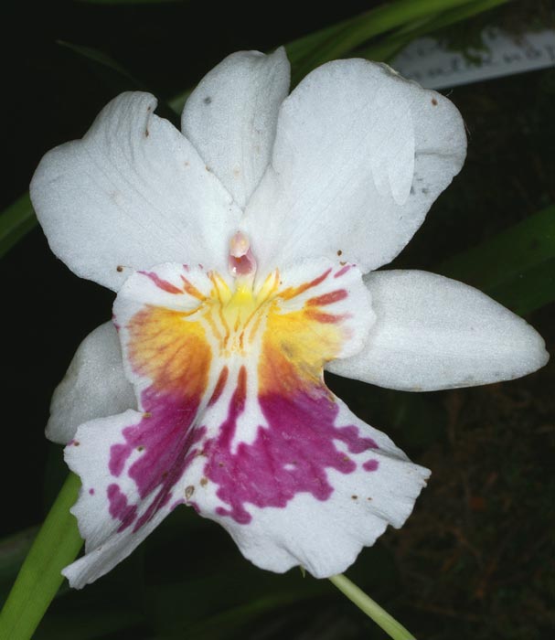 Lan vũ nữ - Oncidium Miltoniopsis Phalaenopsis