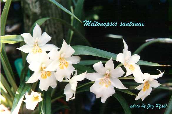 Lan vũ nữ - Oncidium Miltoniopsis santanaei