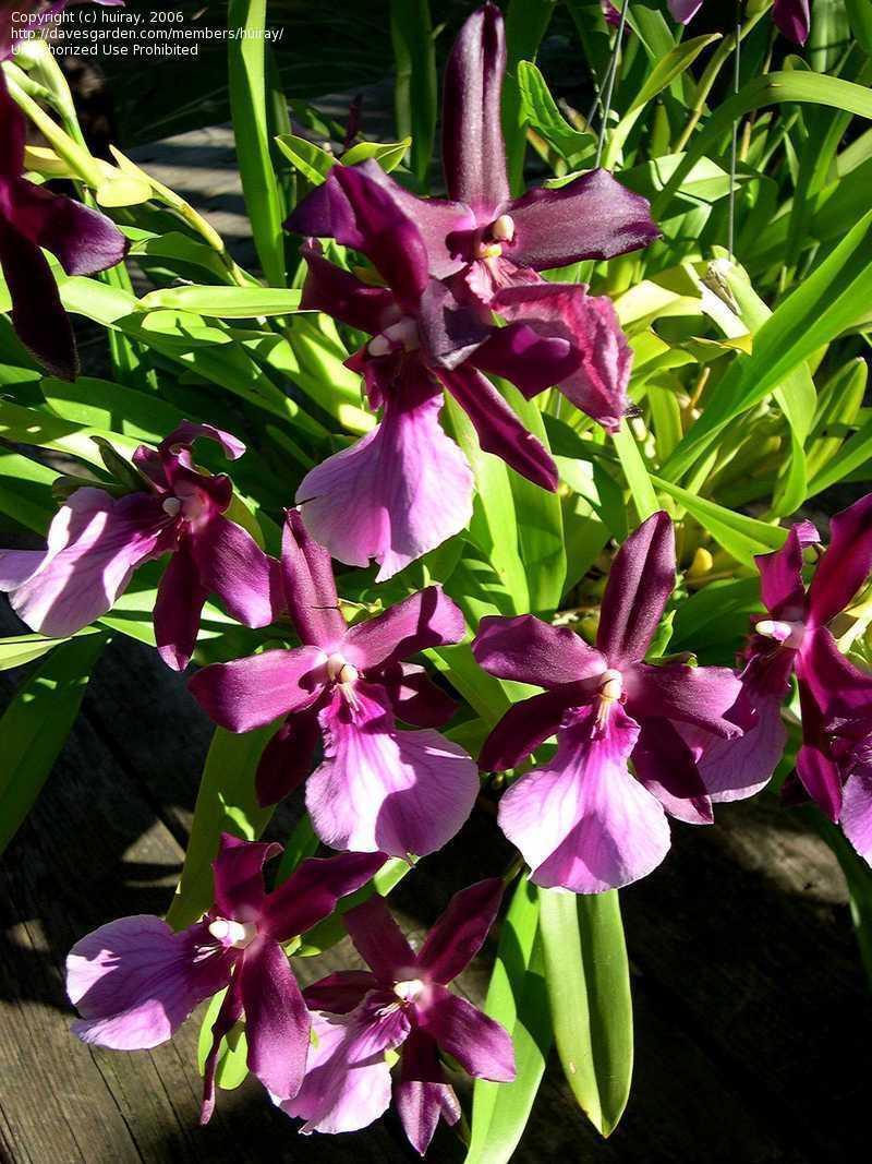 Lan vũ nữ - Oncidium Miltonia Anne Warne