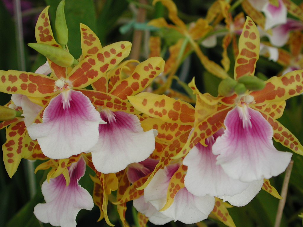 Lan vũ nữ - Oncidium Miltonia Goodale Moir