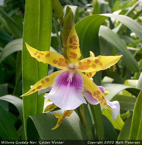 Lan vũ nữ - Oncidium Miltonia Goodale Moir