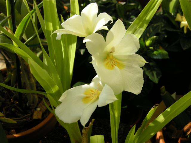 Lan vũ nữ - Oncidium Miltoniopsis roezlii