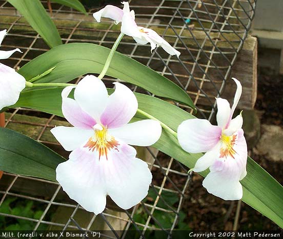 Lan vũ nữ - Oncidium Miltoniopsis roezlii