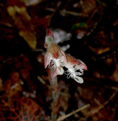 Lan kim tuyến ba răng -  Anoectochilus tridentatus