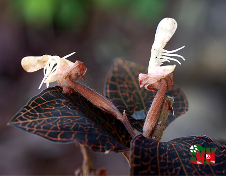 Lan kim tuyến ba răng -  Anoectochilus tridentatus