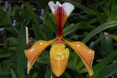 Paphiopedilum villosum Orchid