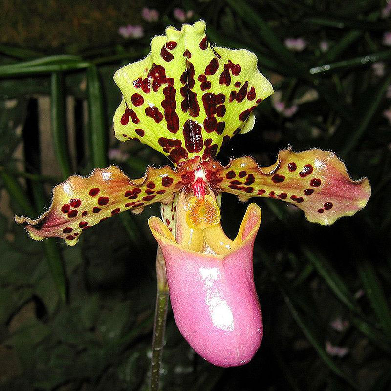 Paphiopedilum henryanum Orchid