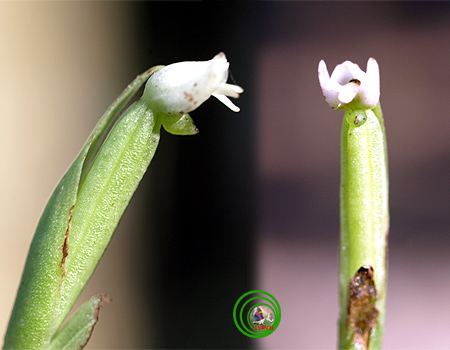 Lan nhụy vòng trắng - Peristylus candidus