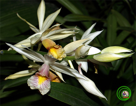 Phaius longicornu - Lan Hạc đính tím