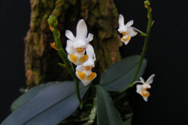 Phalaenopsis gibbosa Orchids